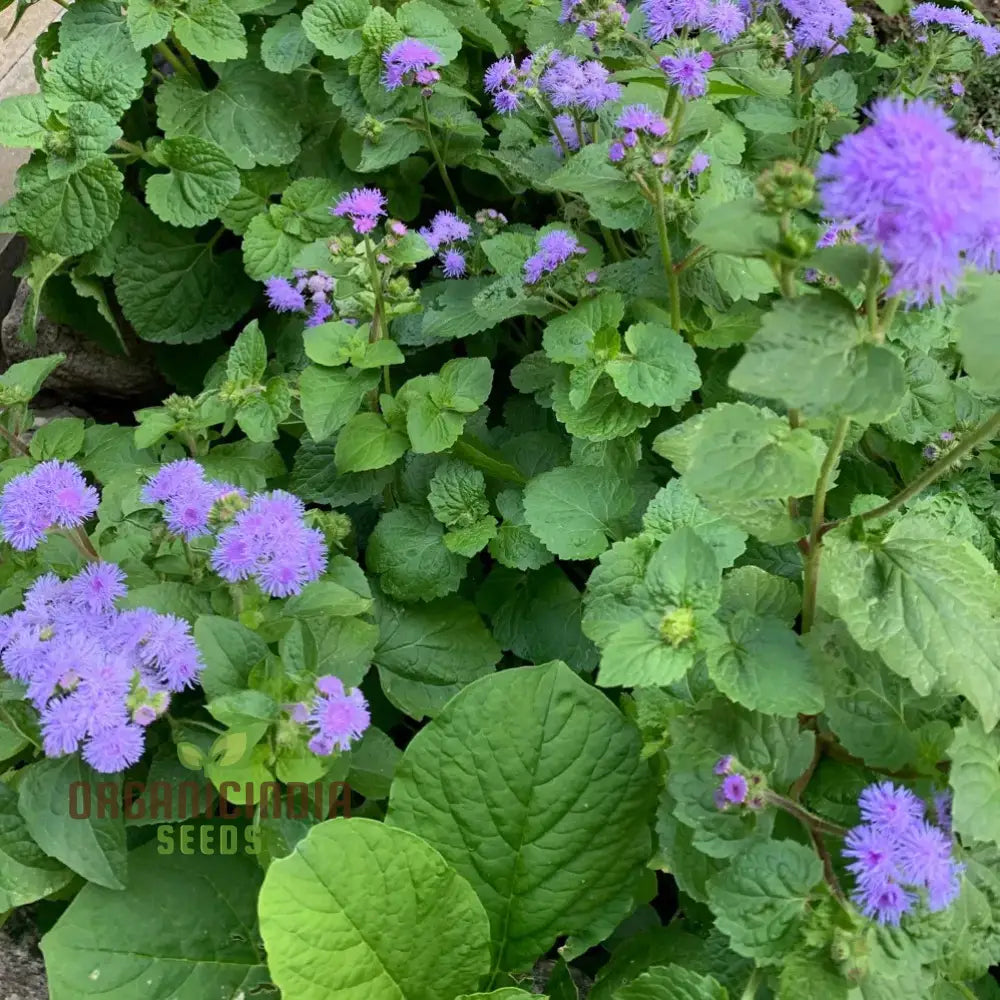 Ageratum Blue Horizon Flower Seeds Premium Garden For Vibrant Blooms Ideal Gardening Seeds