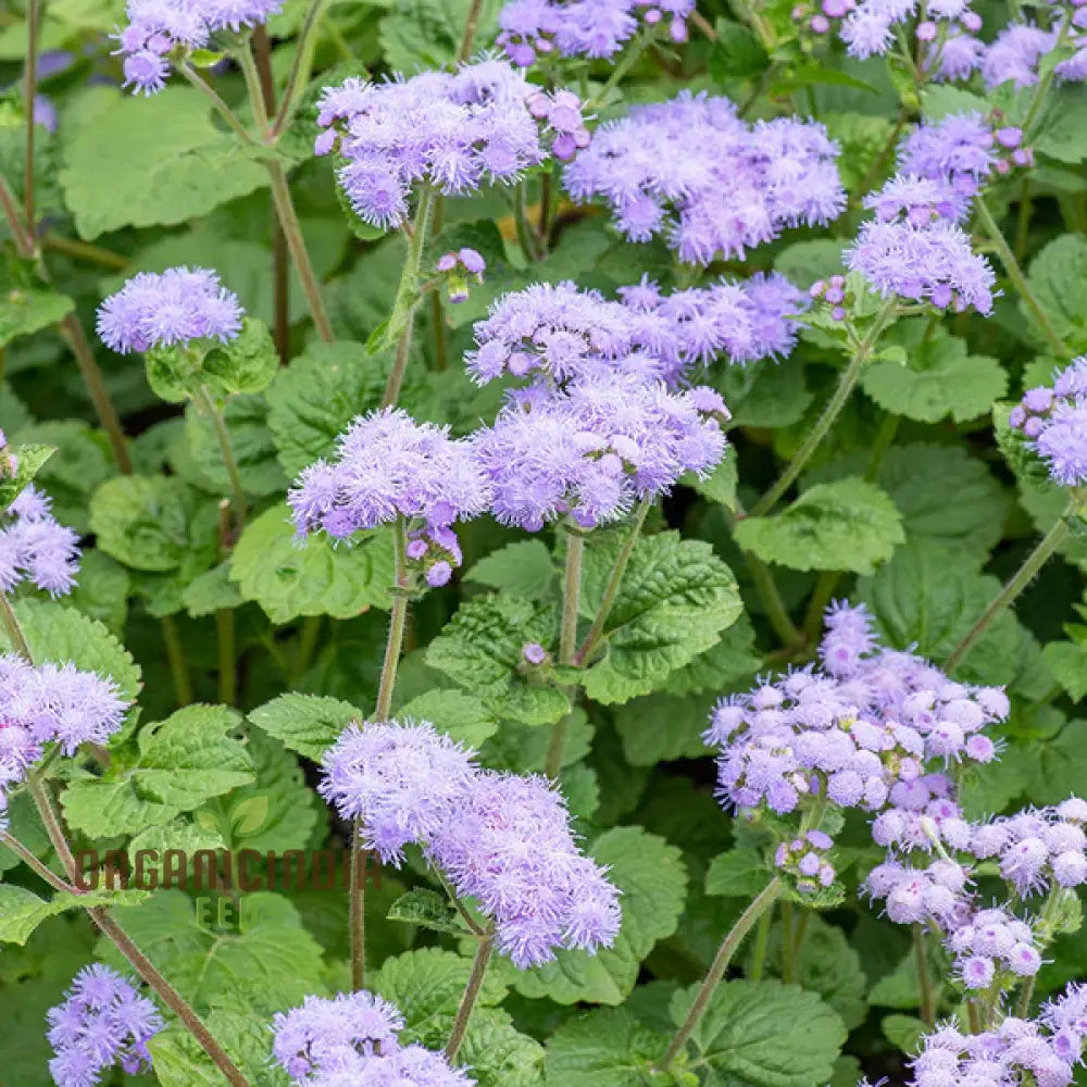 Ageratum Blue Horizon Flower Seeds Premium Garden For Vibrant Blooms Ideal Gardening Seeds