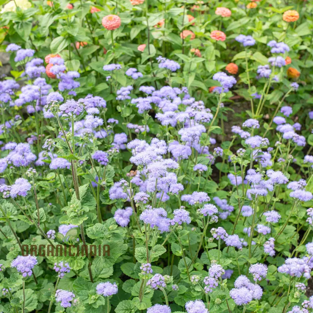 Ageratum Blue Horizon Flower Seeds Premium Garden For Vibrant Blooms Ideal Gardening Seeds