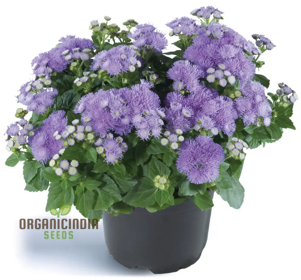 Ageratum Blue Horizon Flower Seeds Premium Garden For Vibrant Blooms Ideal Gardening Seeds