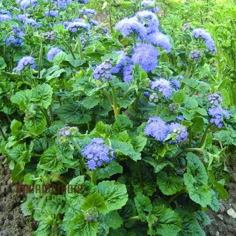 Ageratum Blue Horizon Flower Seeds Premium Garden For Vibrant Blooms Ideal Gardening Seeds