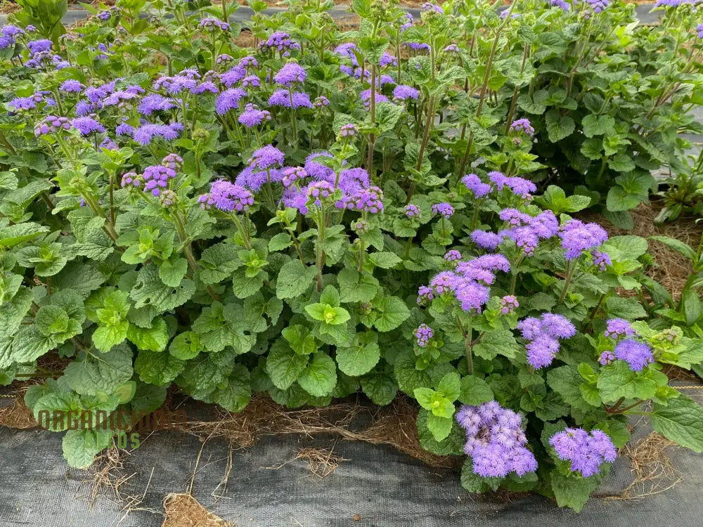 Ageratum Blue Horizon Flower Seeds Premium Garden For Vibrant Blooms Ideal Gardening Seeds