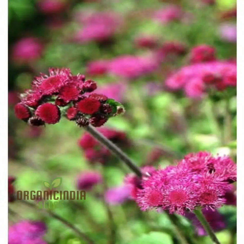 Ageratum Red Sea Seeds For Stunning Garden Blooms – Enhance Your Gardening Journey With Colorful