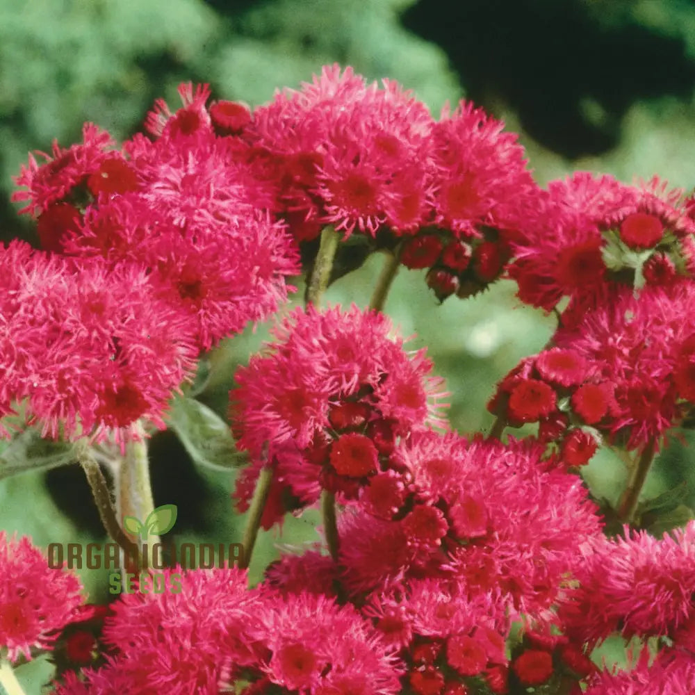 Ageratum Red Sea Seeds For Stunning Garden Blooms – Enhance Your Gardening Journey With Colorful