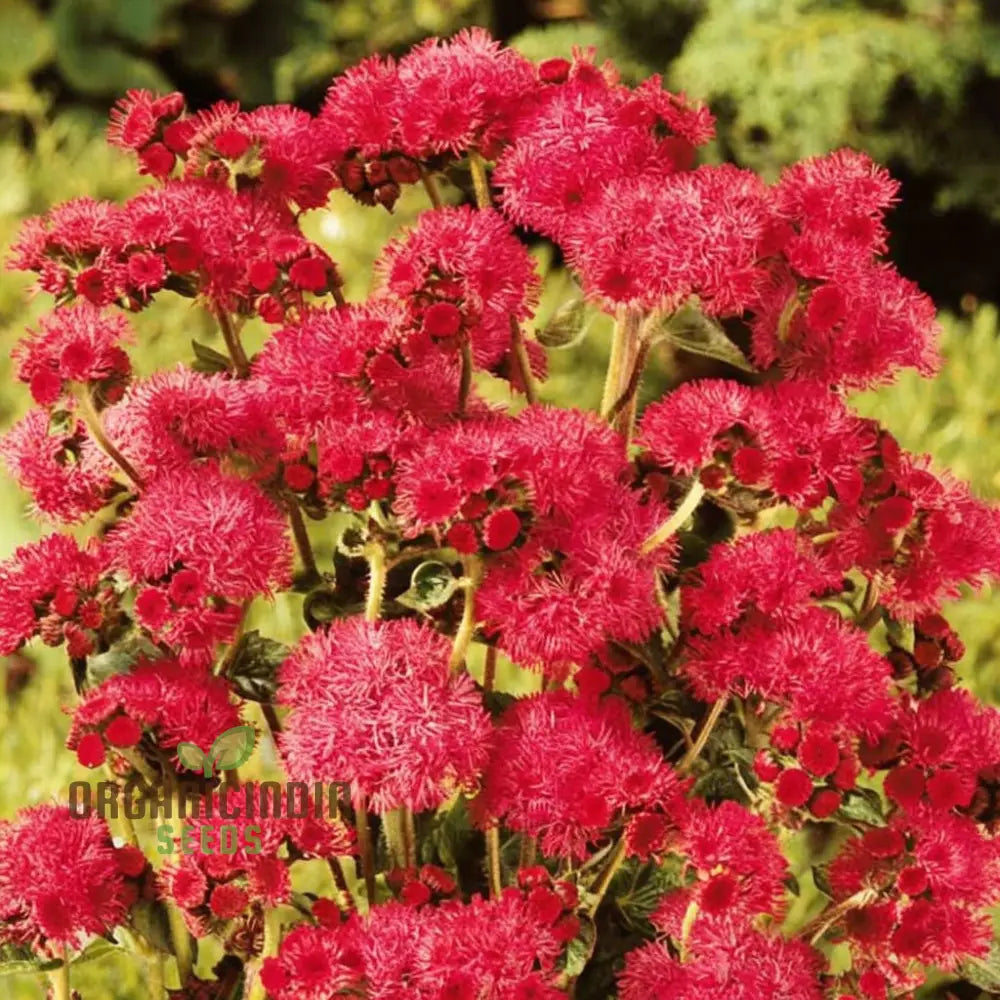 Ageratum Red Sea Seeds For Stunning Garden Blooms – Enhance Your Gardening Journey With Colorful