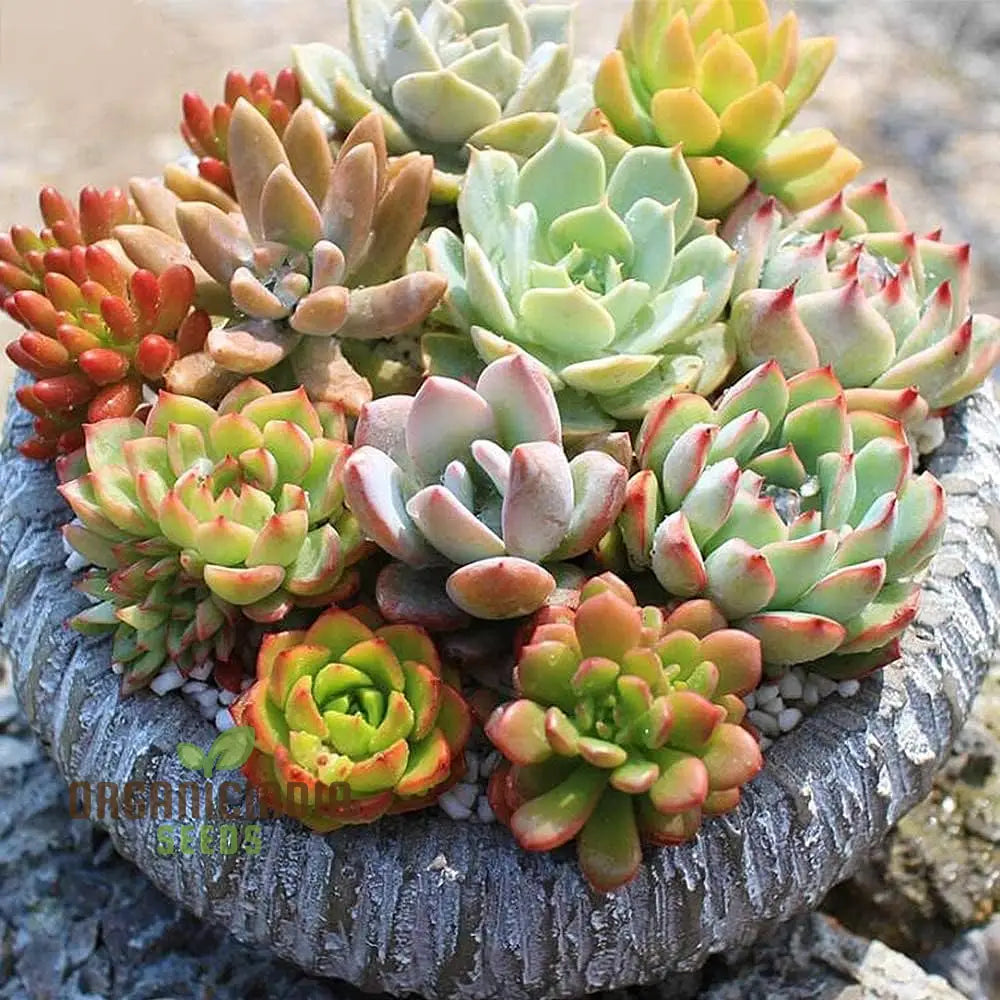 Agro Acres Cell Tower Radiation Absorber Succulent Plant Seeds For Planting High-Quality Garden