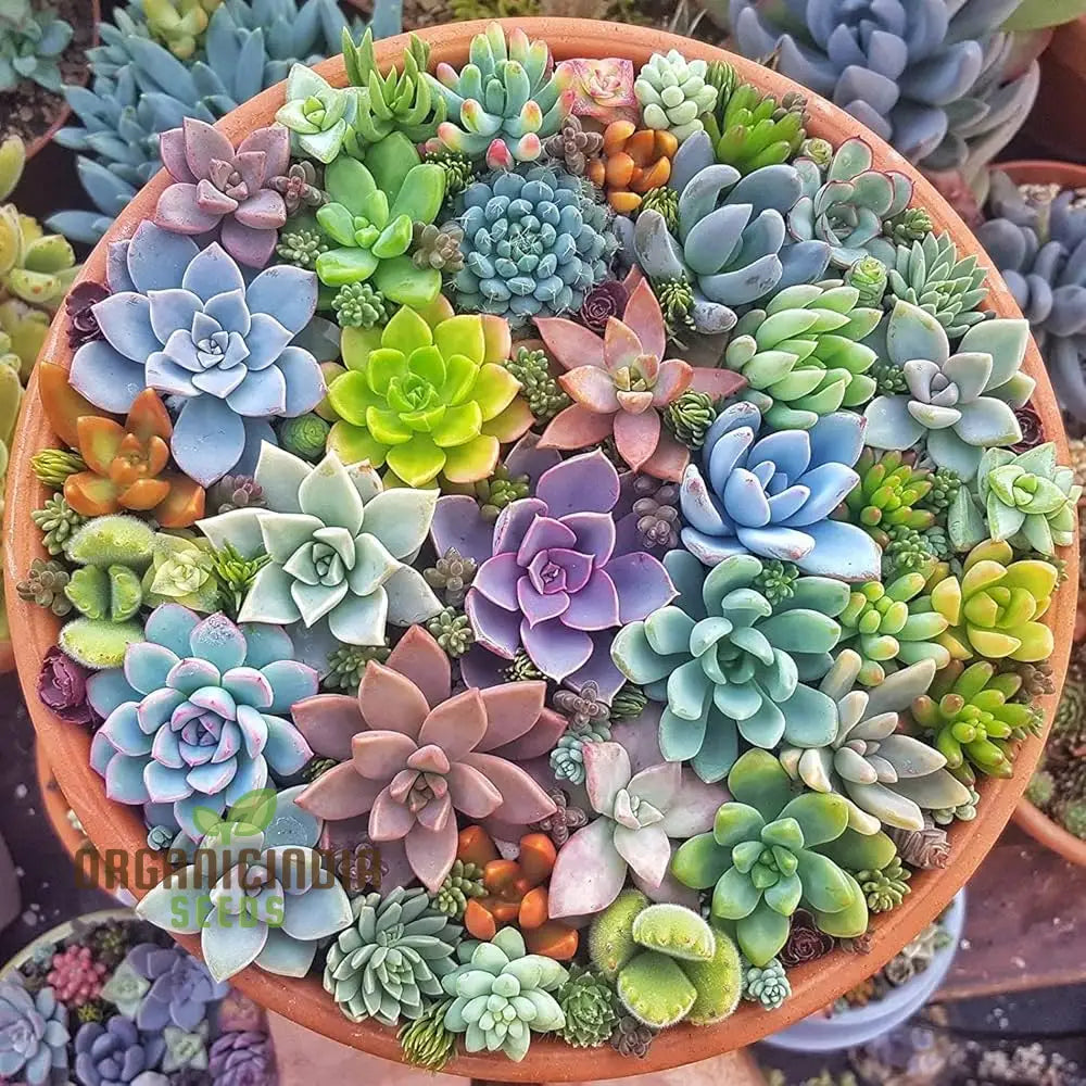 Agro Acres Cell Tower Radiation Absorber Succulent Plant Seeds For Planting High-Quality Garden