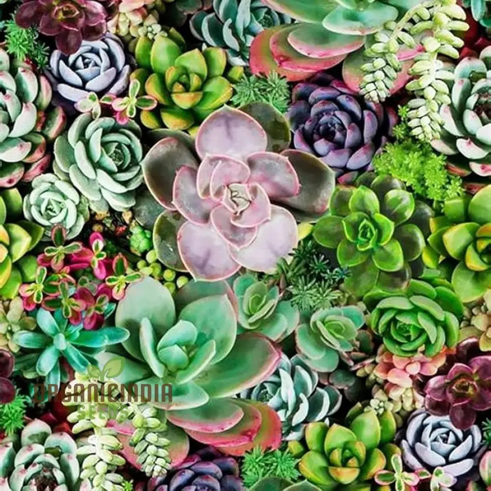 Agro Acres Cell Tower Radiation Absorber Succulent Plant Seeds For Planting High-Quality Garden