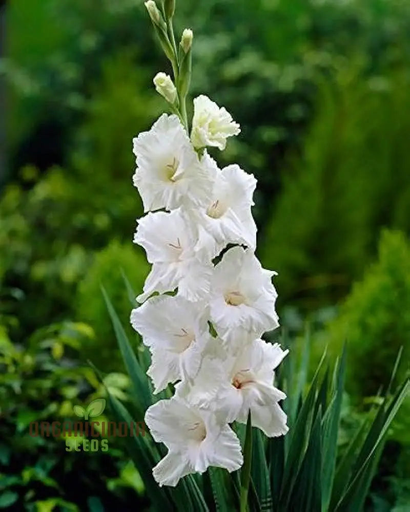 Agro Acres Gladiolus Mixed Flower Seeds For Planting And Gardening Guide For Vibrant Blooms