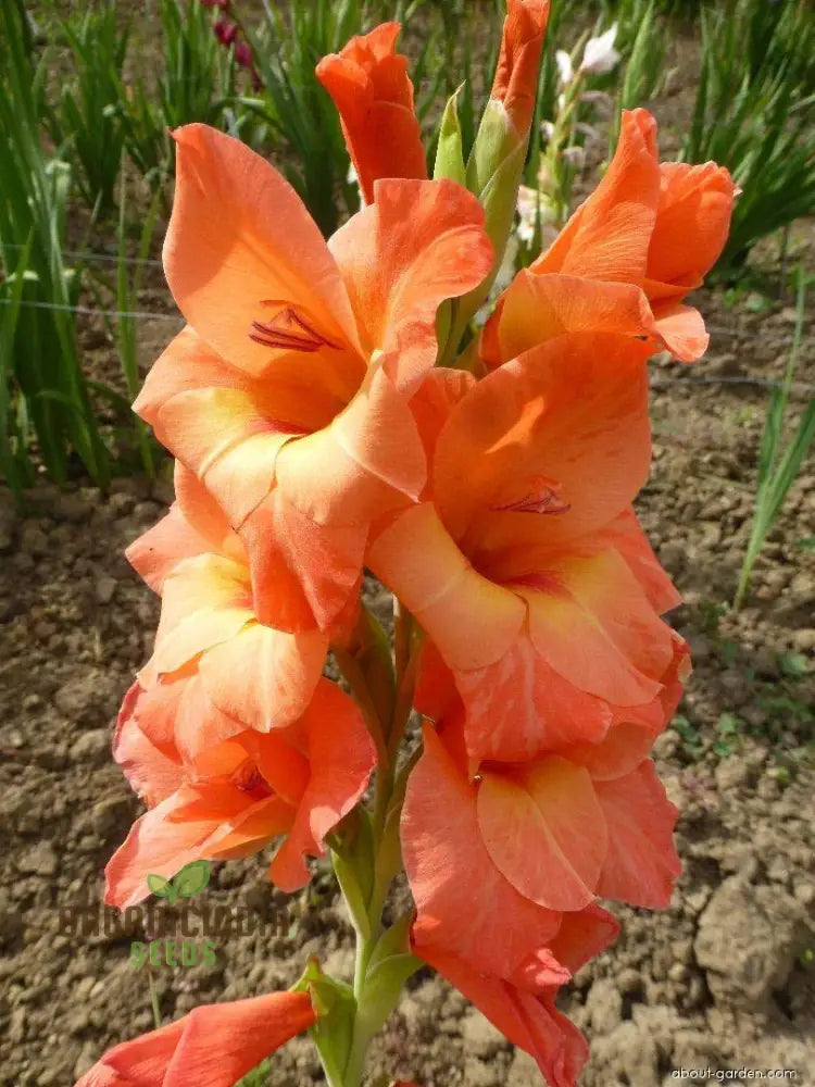 Agro Acres Gladiolus Mixed Flower Seeds For Planting And Gardening Guide For Vibrant Blooms