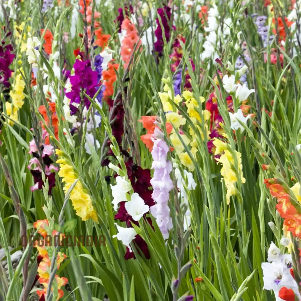 Agro Acres Gladiolus Mixed Flower Seeds For Planting And Gardening Guide For Vibrant Blooms