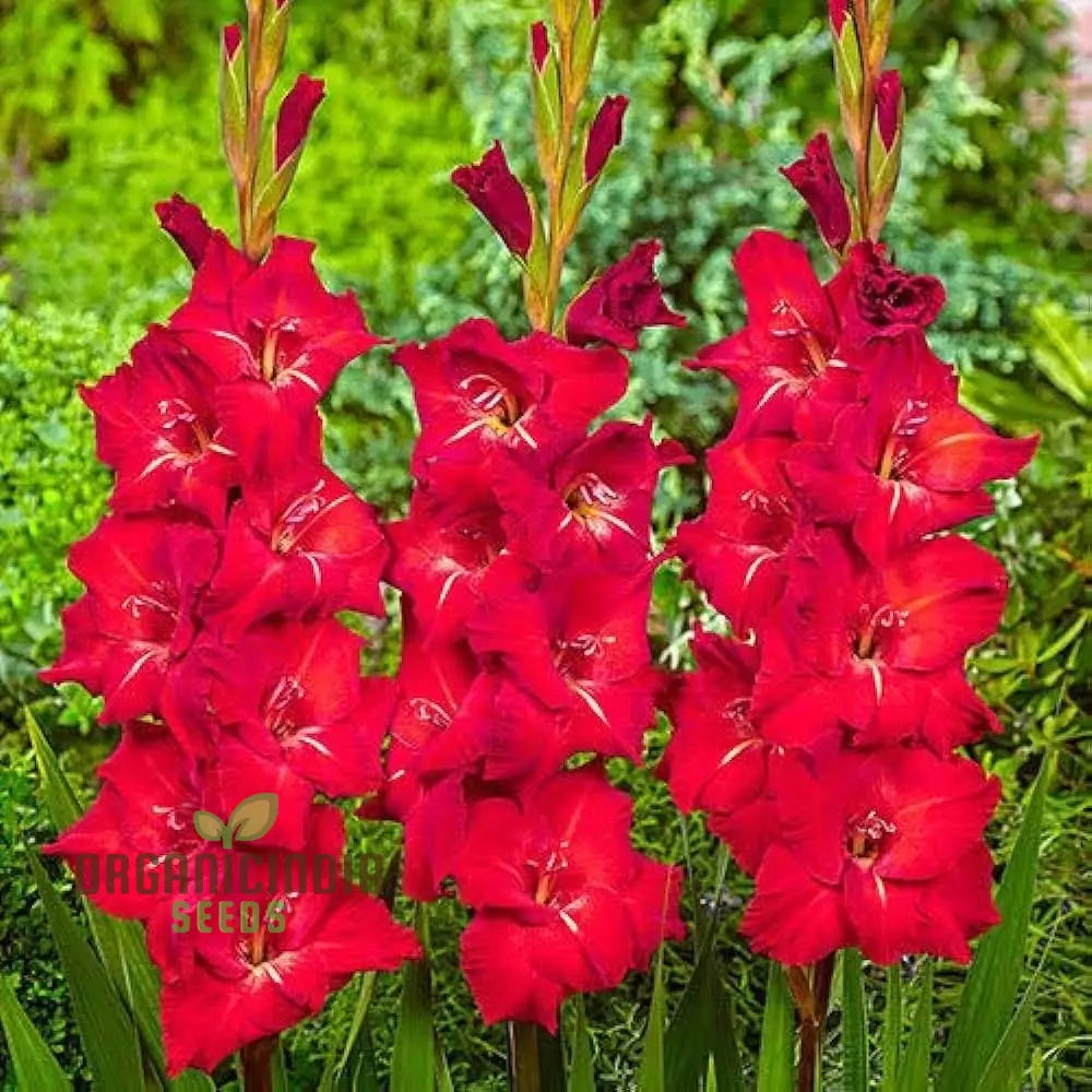 Agro Acres Gladiolus Mixed Flower Seeds For Planting And Gardening Guide For Vibrant Blooms