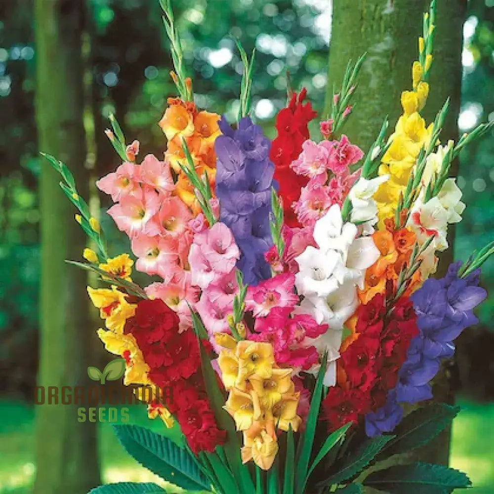 Agro Acres Gladiolus Mixed Flower Seeds For Planting And Gardening Guide For Vibrant Blooms