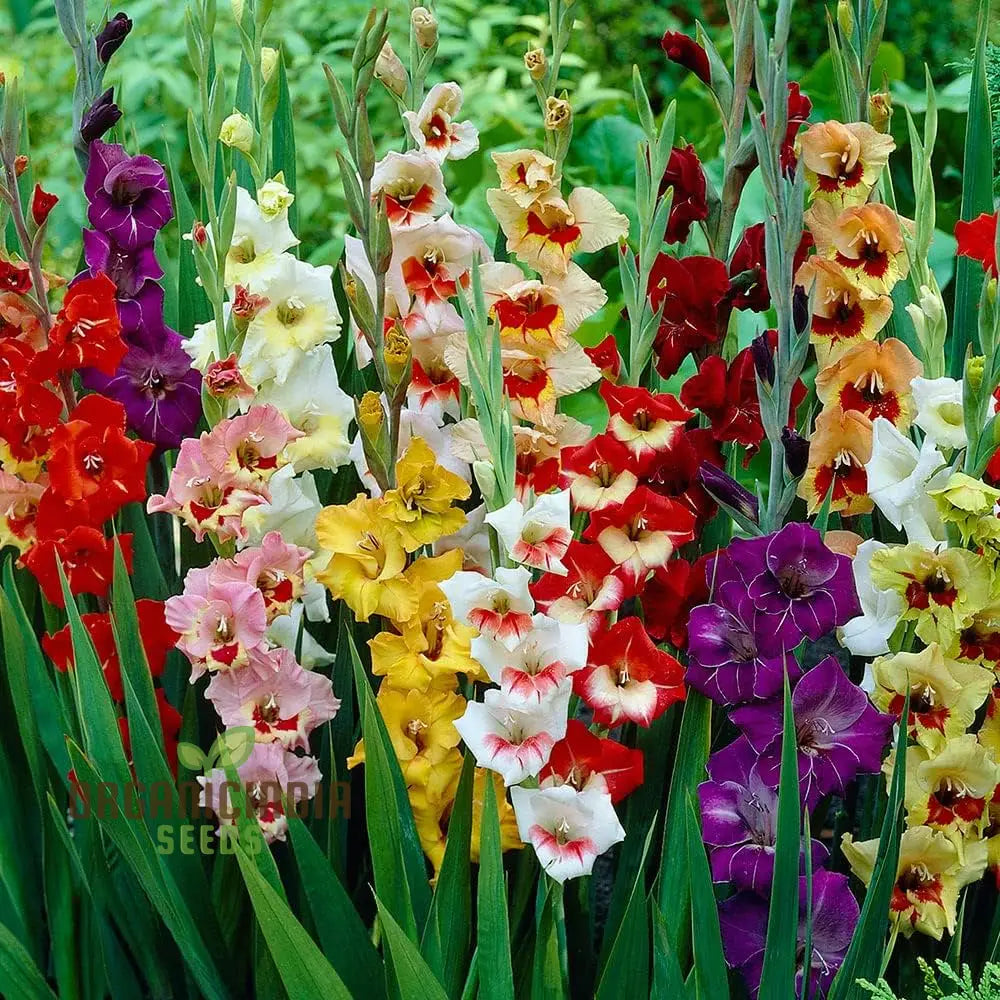 Agro Acres Gladiolus Mixed Flower Seeds For Planting And Gardening Guide For Vibrant Blooms