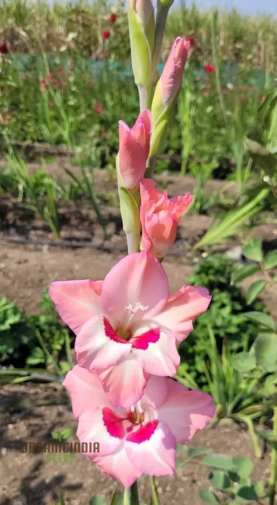 Agro Acres Gladiolus Mixed Flower Seeds For Planting And Gardening Guide For Vibrant Blooms