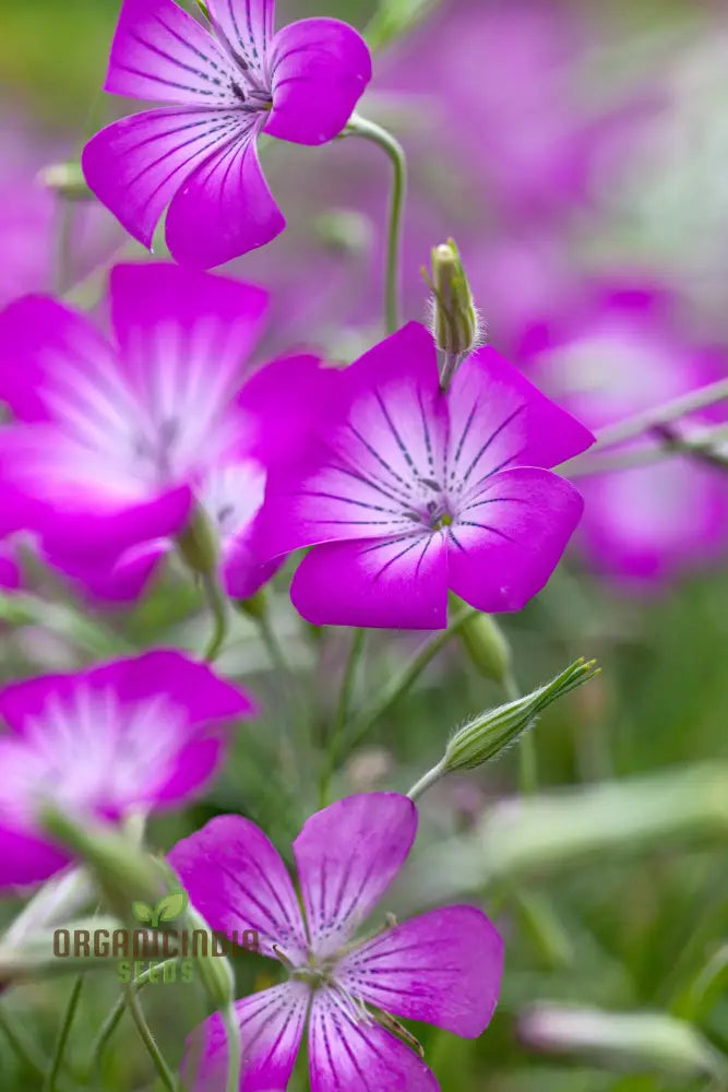 Agrostemma Githago (Corn Cockle) Flower Seeds Cultivating Wildflower Beauty With Expert Planting