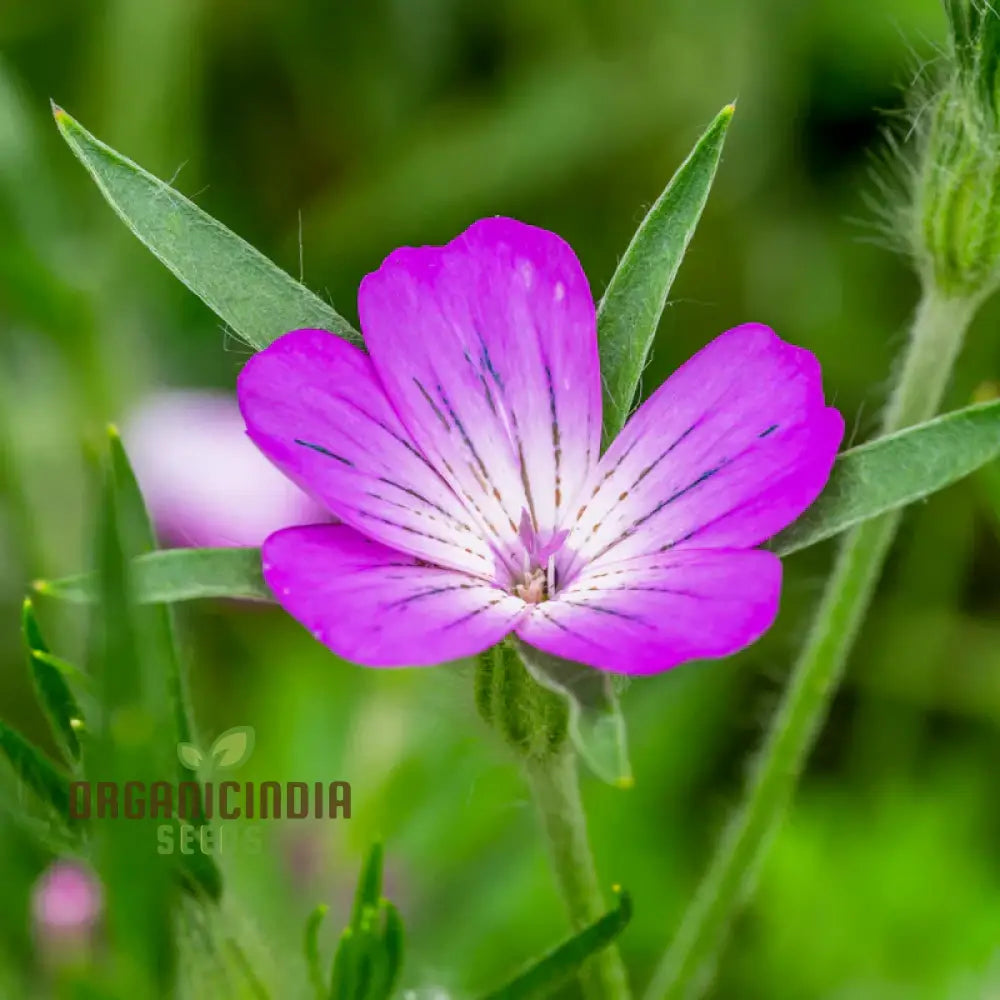 Agrostemma Githago (Corn Cockle) Flower Seeds Cultivating Wildflower Beauty With Expert Planting