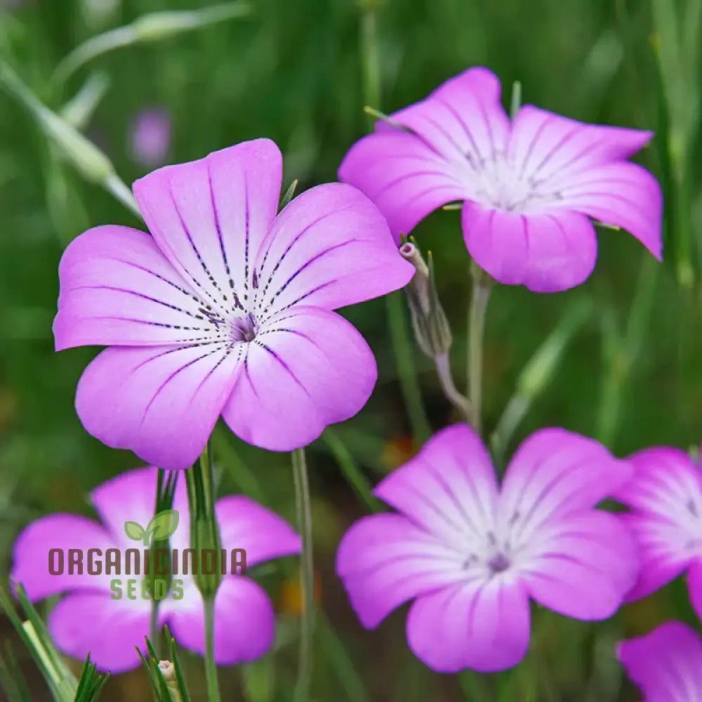 Agrostemma Githago (Corn Cockle) Flower Seeds Cultivating Wildflower Beauty With Expert Planting