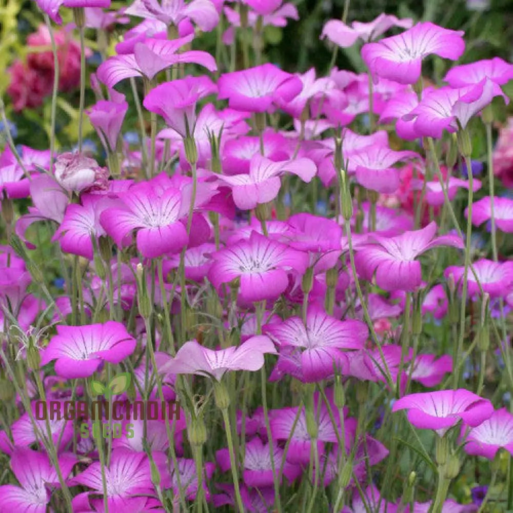 Agrostemma Githago (Corn Cockle) Flower Seeds Cultivating Wildflower Beauty With Expert Planting