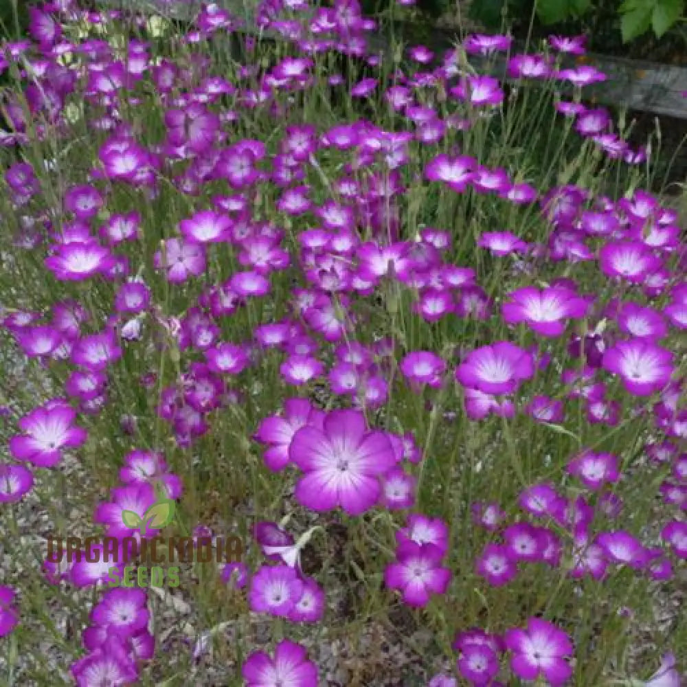 Agrostemma Githago (Corn Cockle) Flower Seeds Cultivating Wildflower Beauty With Expert Planting