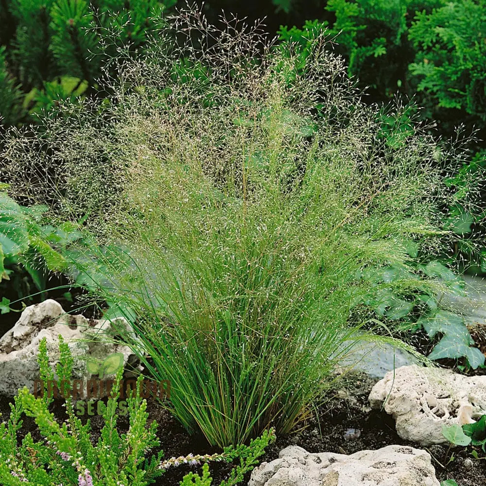 Agrostis Nebulosa ’Fibre Optics’ Seeds Illuminating Your Garden