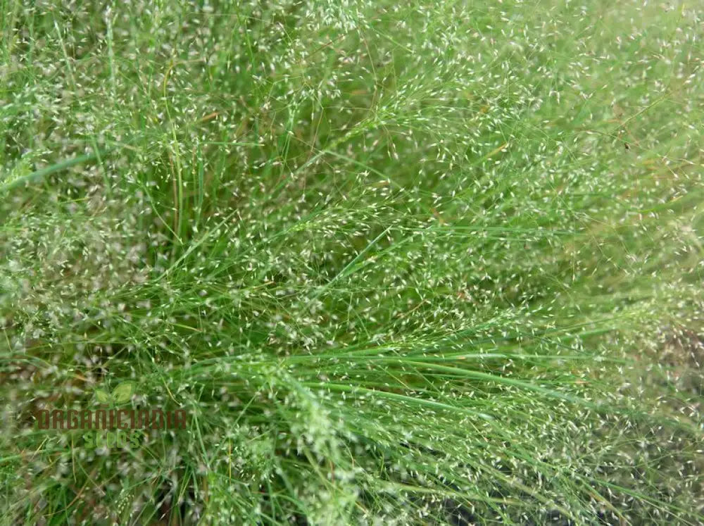 Agrostis Nebulosa ’Fibre Optics’ Seeds Illuminating Your Garden