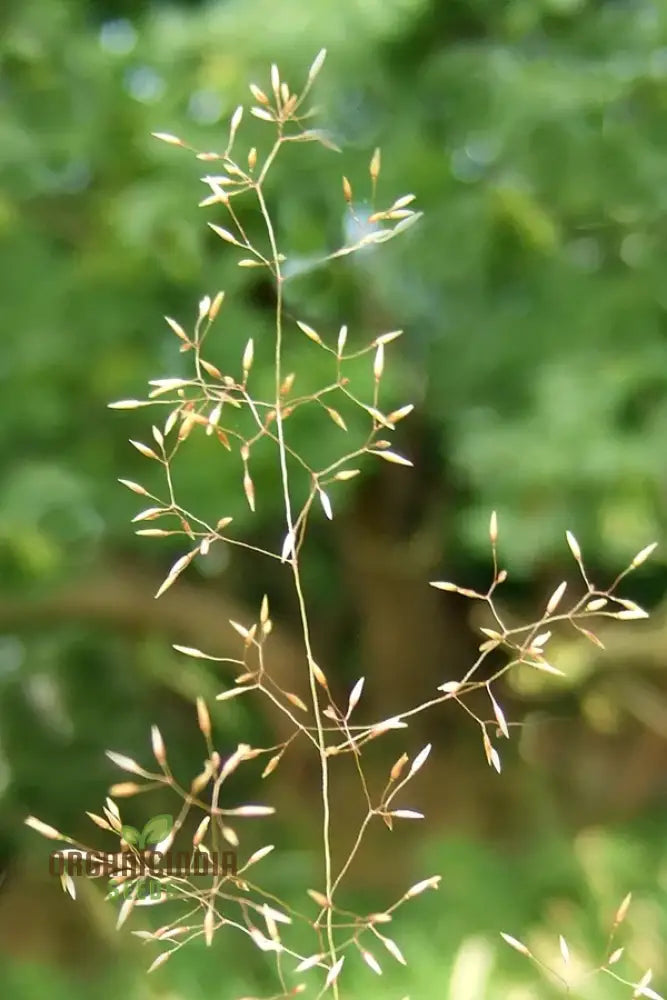 Agrostis Nebulosa ’Fibre Optics’ Seeds Illuminating Your Garden