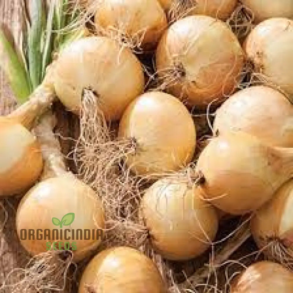 Ailsa Craig Onion Seeds For Planting Your Gardening Success