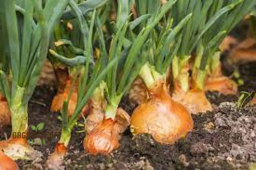 Ailsa Craig Onion Seeds For Planting Your Gardening Success