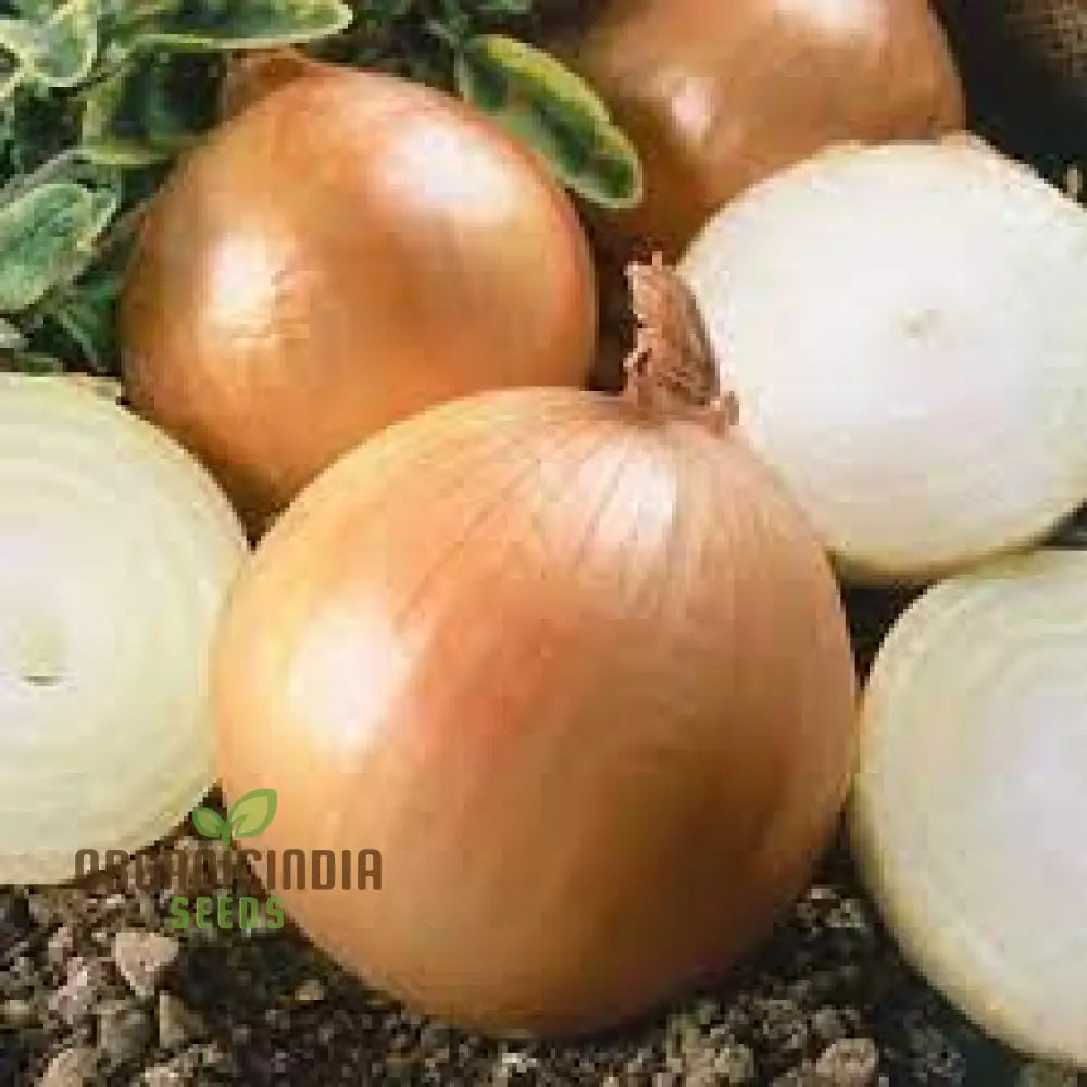 Ailsa Craig Onion Seeds For Planting Your Gardening Success