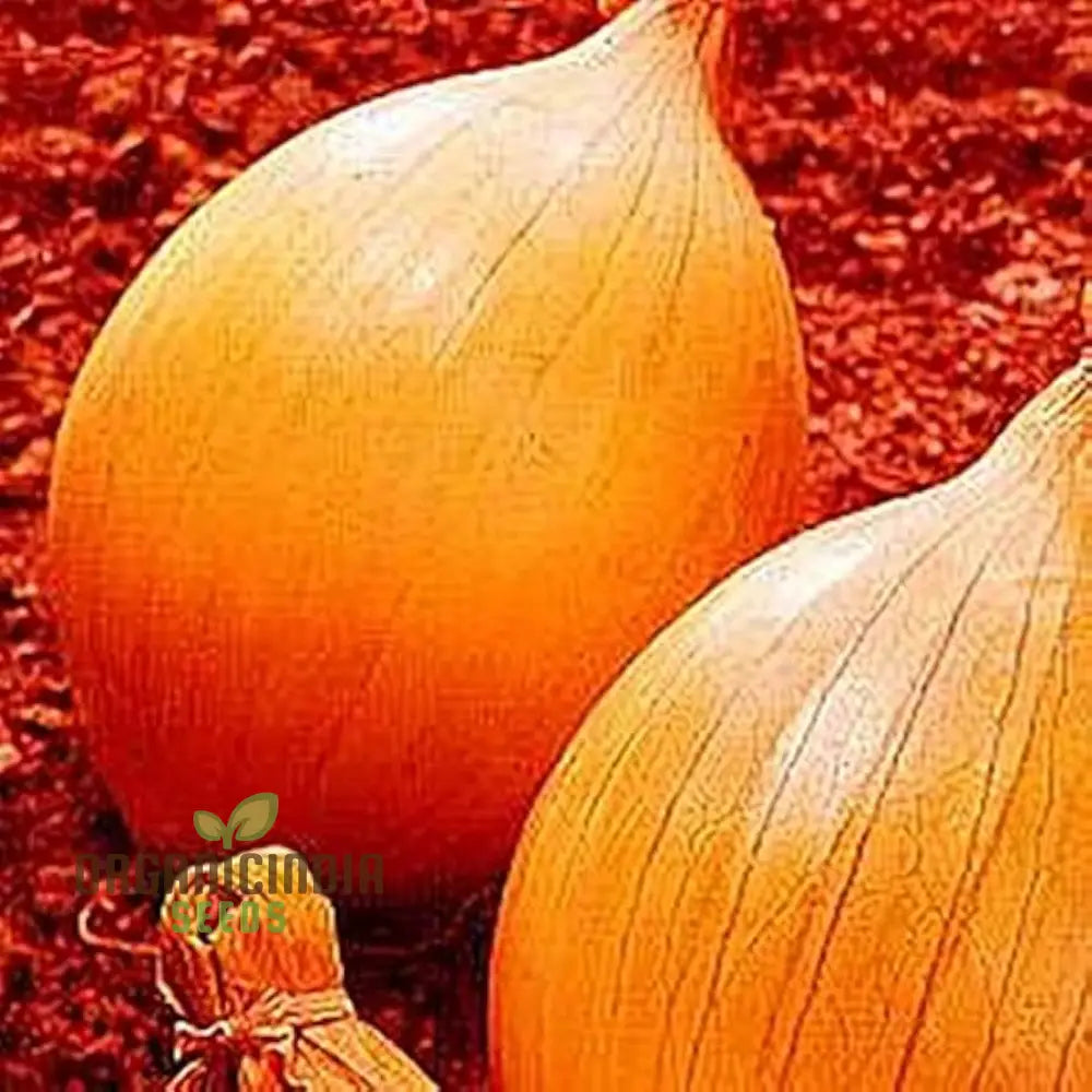 Ailsa Craig Onion Seeds For Planting Your Gardening Success