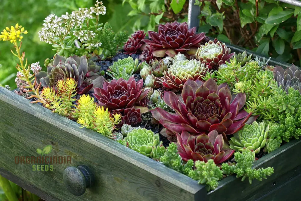 Air Purifier Hens & Chickens Mix Succulent Seeds - 35 + Pack | Buy Organic Online Premium Quality