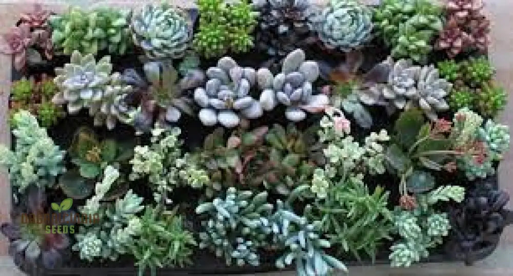 Air Purifier Mix Cacti Succulent Flower Seeds - Perfect For Indoor And Outdoor Gardening Enhance