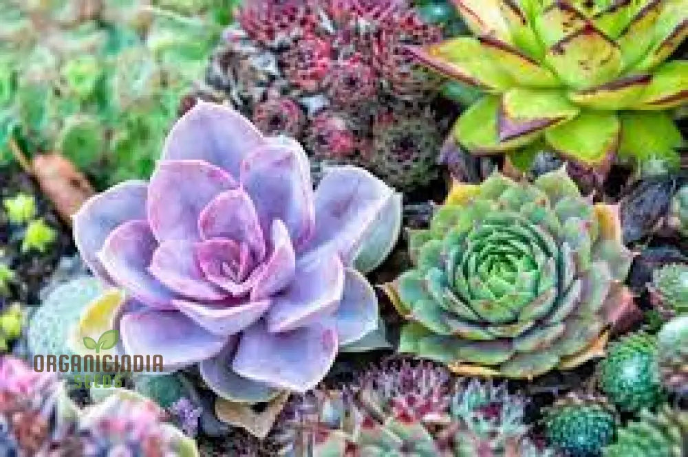 Air Purifier Mix Cacti Succulent Flower Seeds - Perfect For Indoor And Outdoor Gardening Enhance