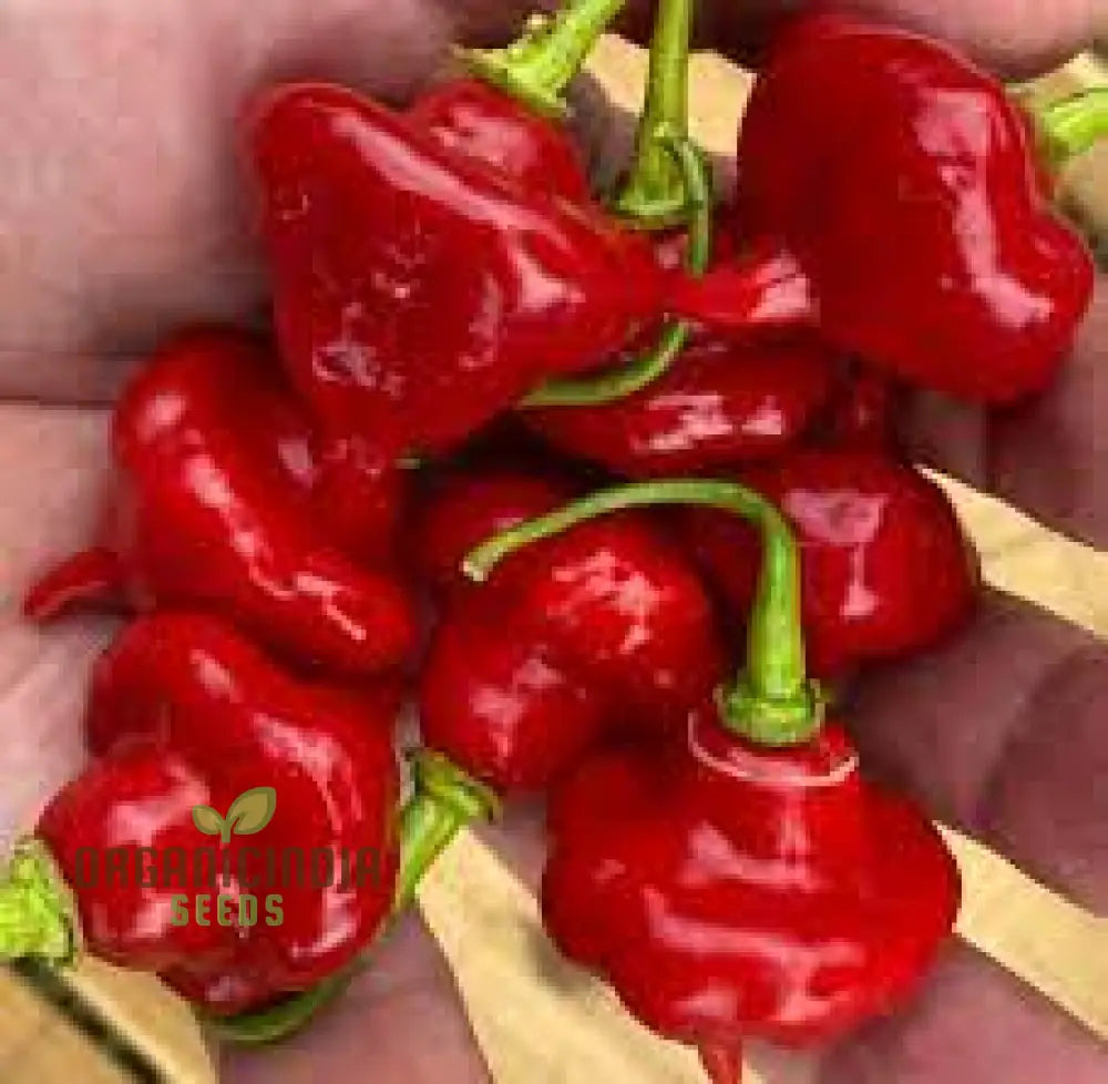 Aji Cubano Dulce Cachucha Pepper Seeds 60Pcs Buy