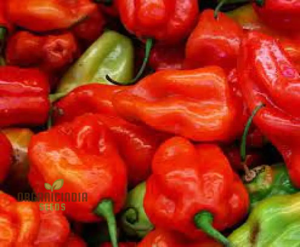 Aji Cubano Dulce Cachucha Pepper Seeds 60Pcs Buy