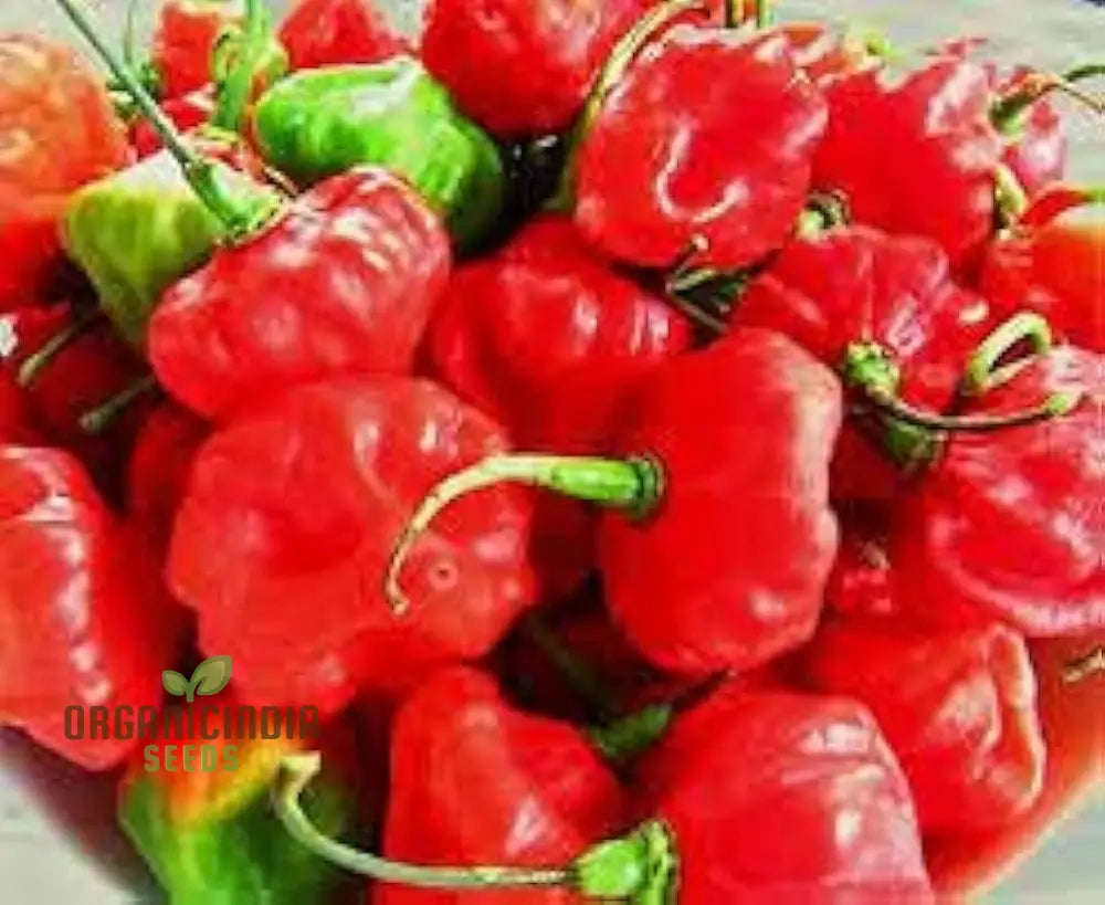 Aji Cubano Dulce Cachucha Pepper Seeds 60Pcs Buy