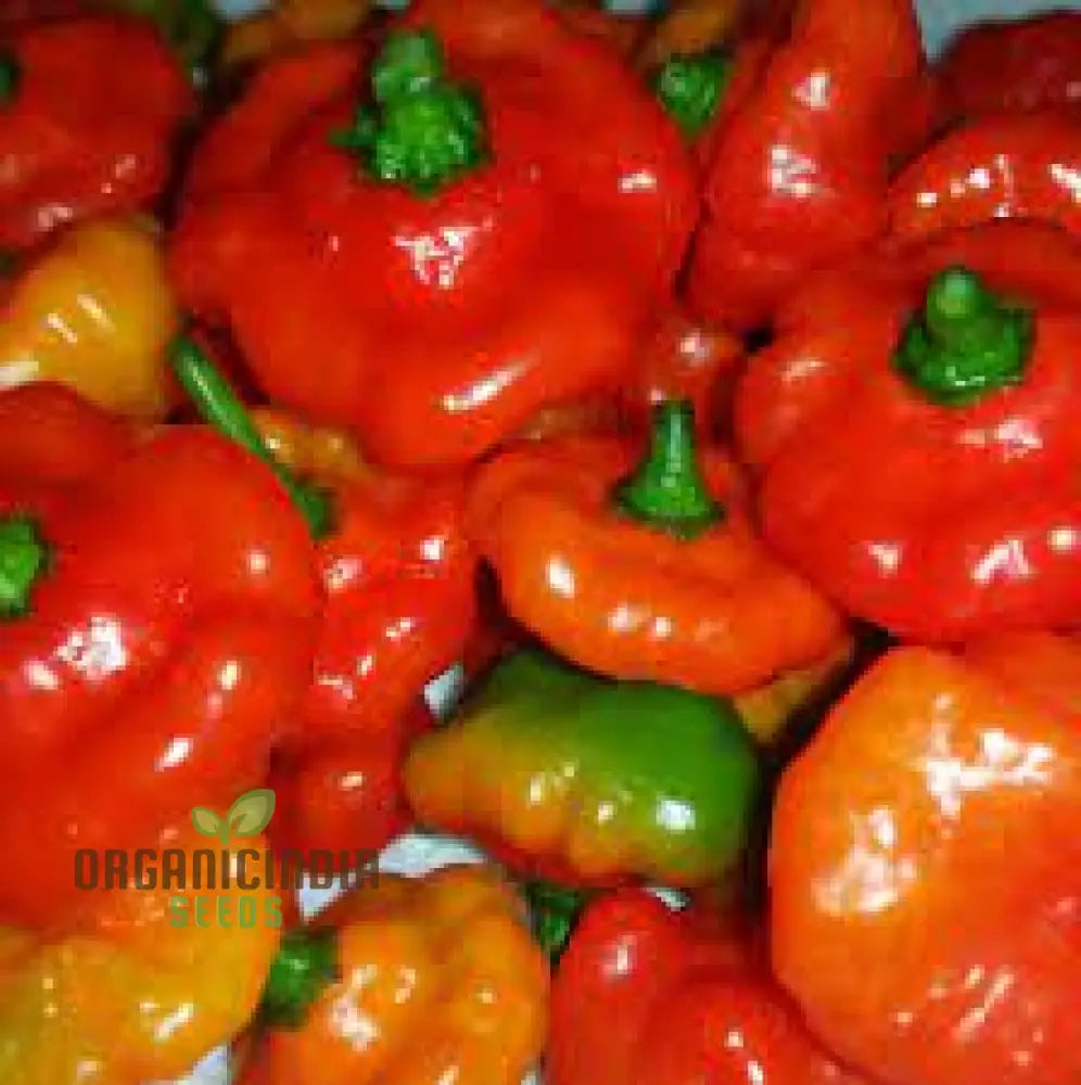 Aji Cubano Dulce Cachucha Pepper Seeds 60Pcs Buy