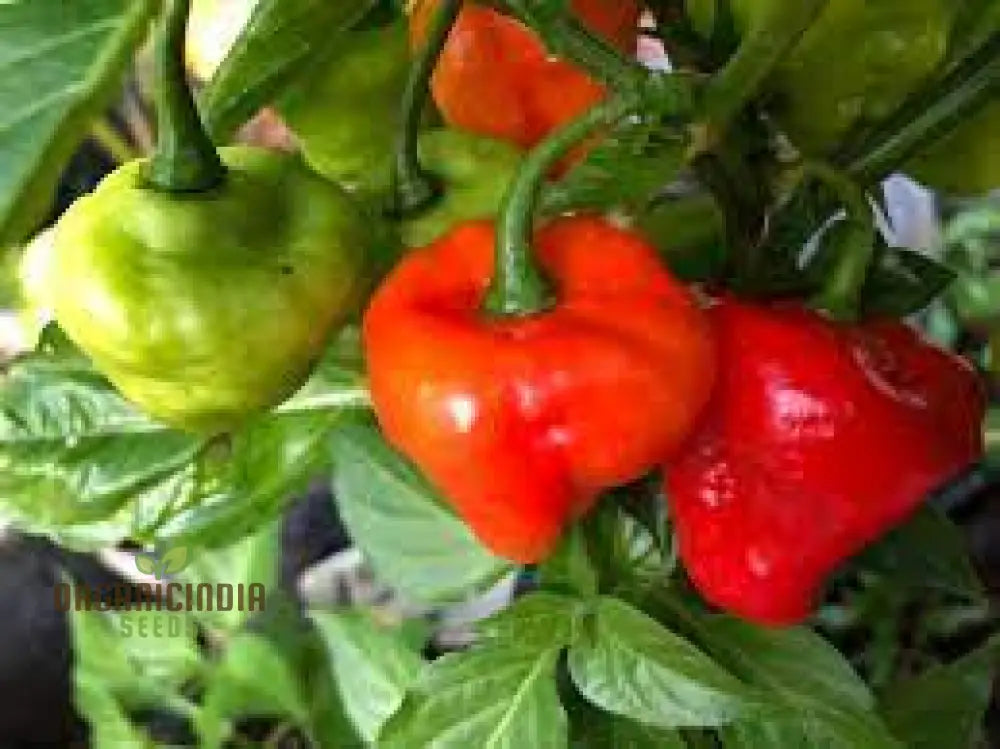 Aji Cubano Dulce Cachucha Pepper Seeds 60Pcs Buy