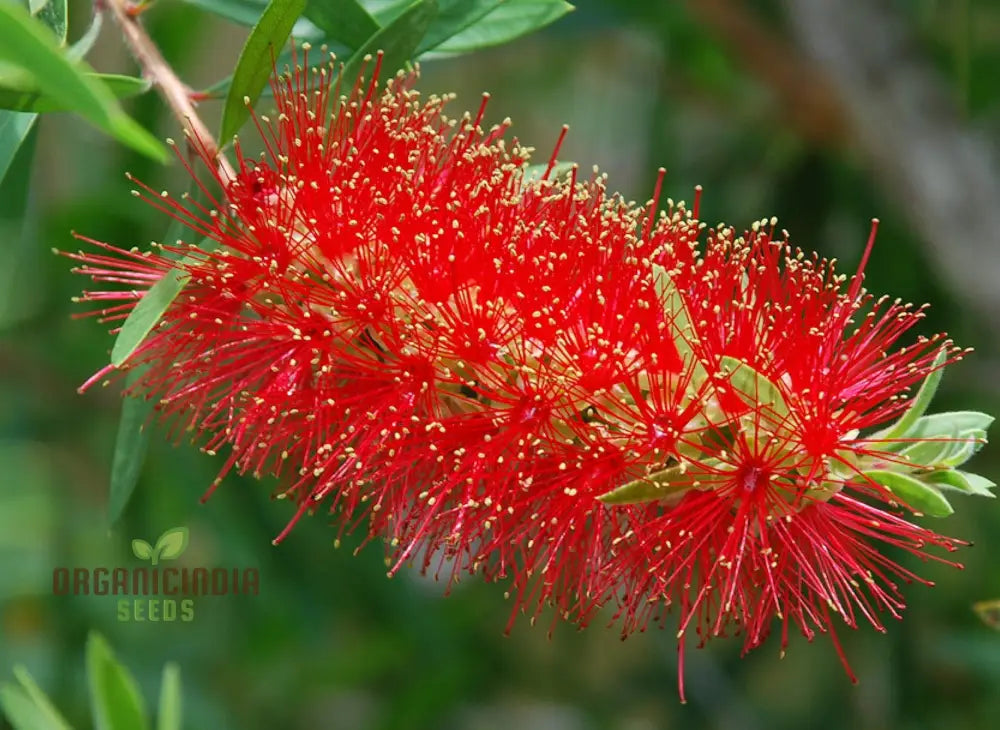 Albany Bottlebrush Wildflower Seeds - Premium Gardening For Vibrant Blooms