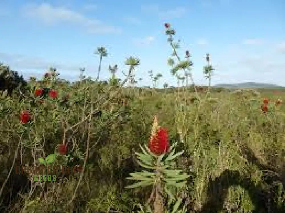 Albany Bottlebrush Wildflower Seeds - Premium Gardening For Vibrant Blooms