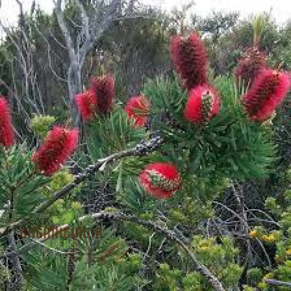 Albany Bottlebrush Wildflower Seeds - Premium Gardening For Vibrant Blooms