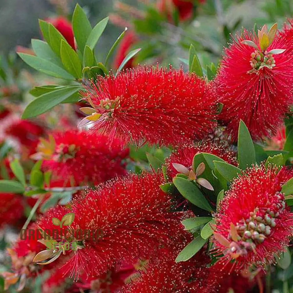 Albany Bottlebrush Wildflower Seeds - Premium Gardening For Vibrant Blooms