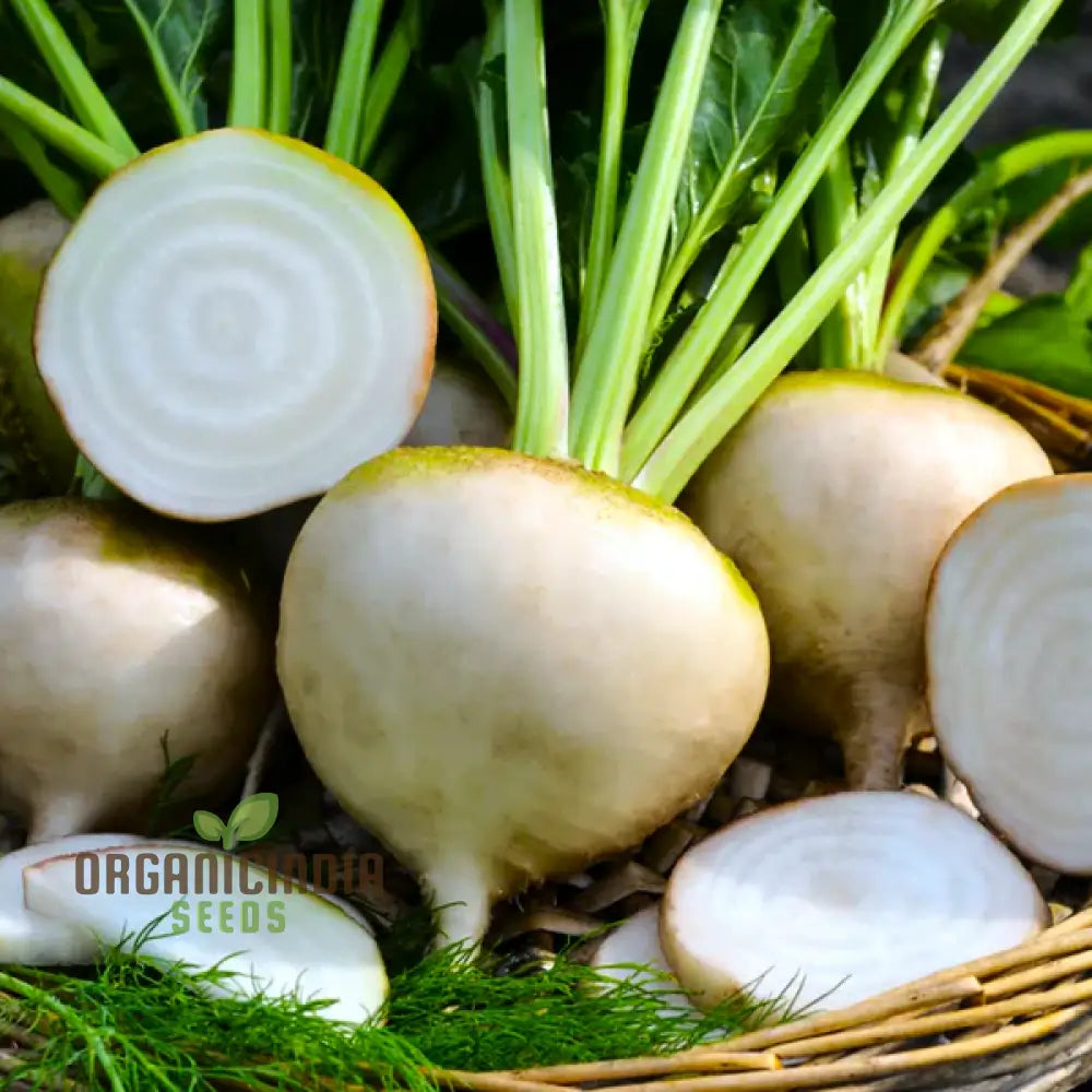 Albino Beet Seeds - Cultivate Unique And Eye-Catching Beets For Your Garden