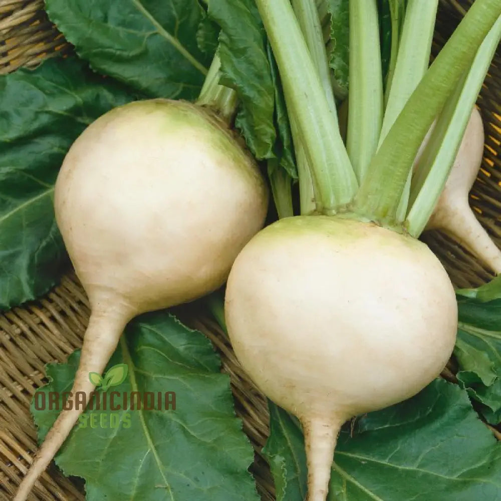 Albino Beet Seeds - Cultivate Unique And Eye-Catching Beets For Your Garden