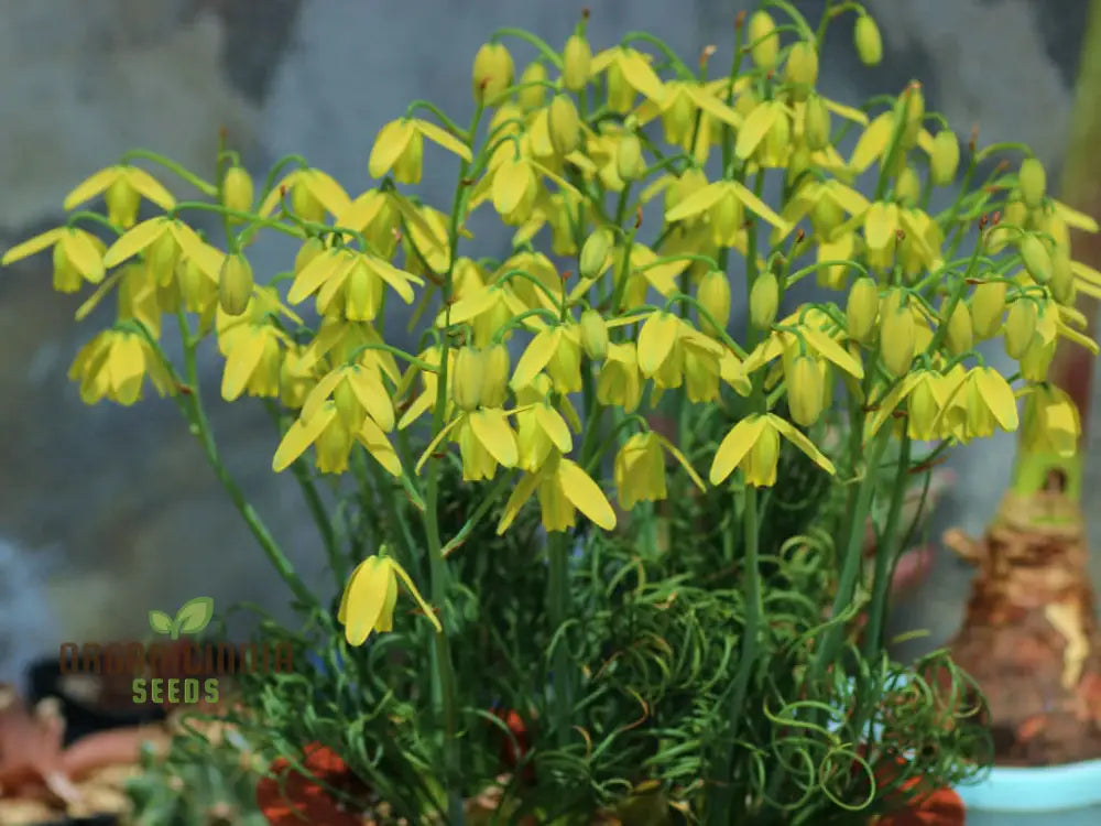 Albuca Juncifolia Flower Seeds Cultivating Graceful Beauty With Expert Planting And Gardening