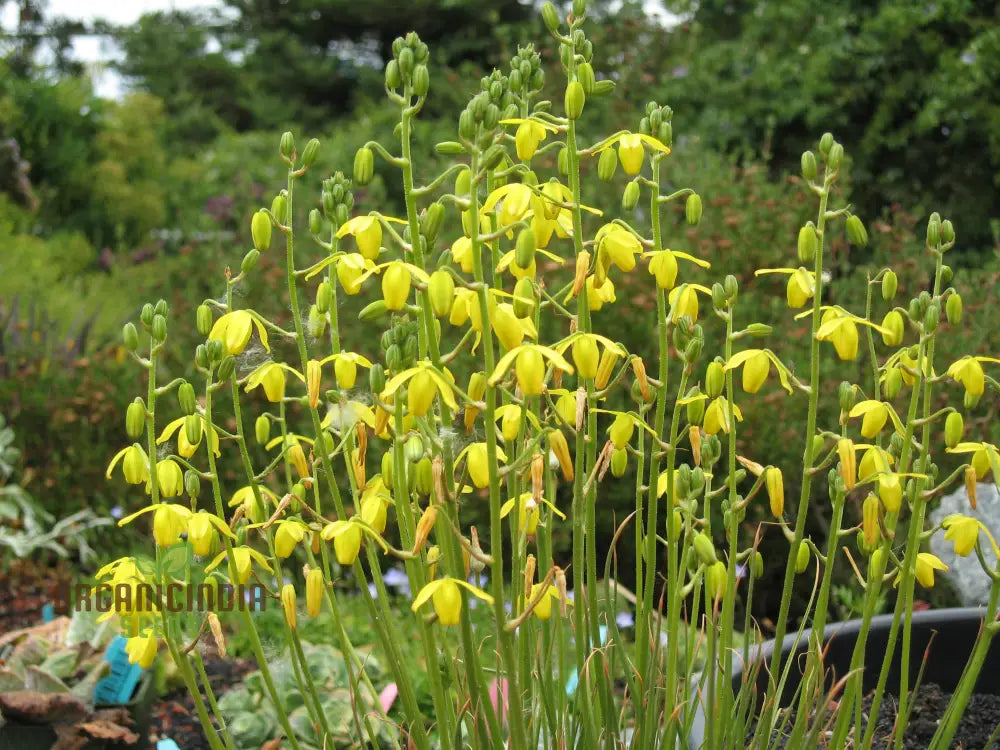 Albuca Juncifolia Flower Seeds Cultivating Graceful Beauty With Expert Planting And Gardening