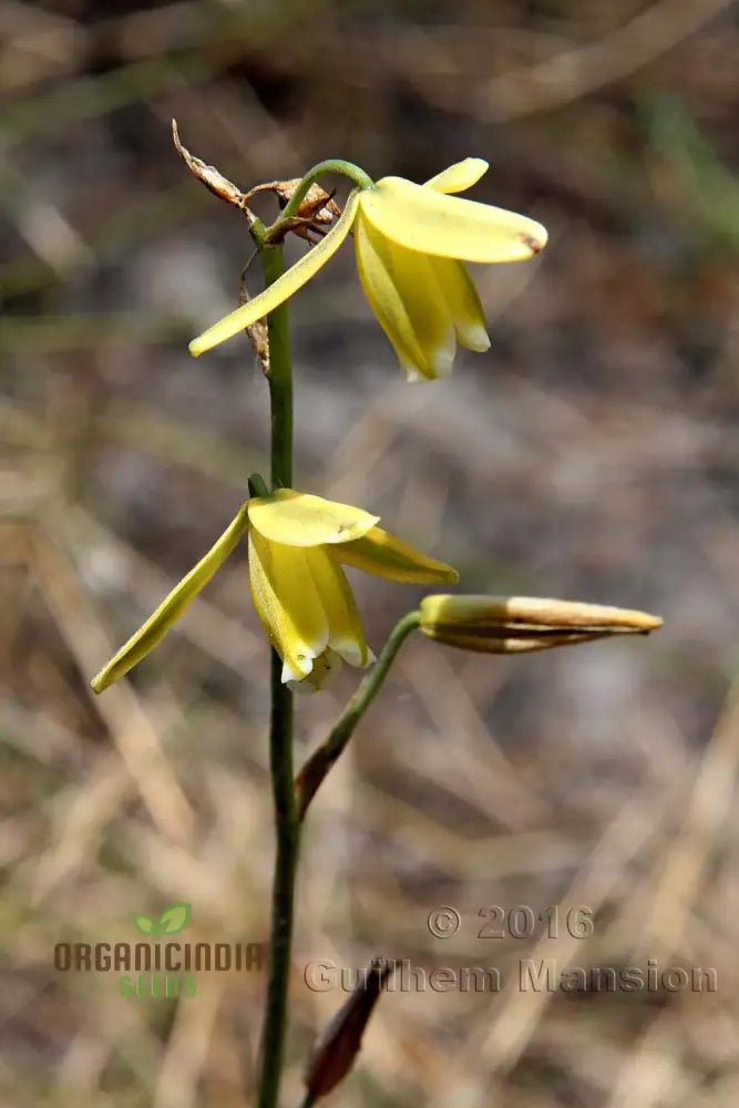 Albuca Juncifolia Flower Seeds Cultivating Graceful Beauty With Expert Planting And Gardening