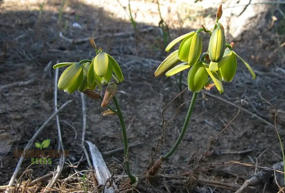 Albuca Juncifolia Flower Seeds Cultivating Graceful Beauty With Expert Planting And Gardening