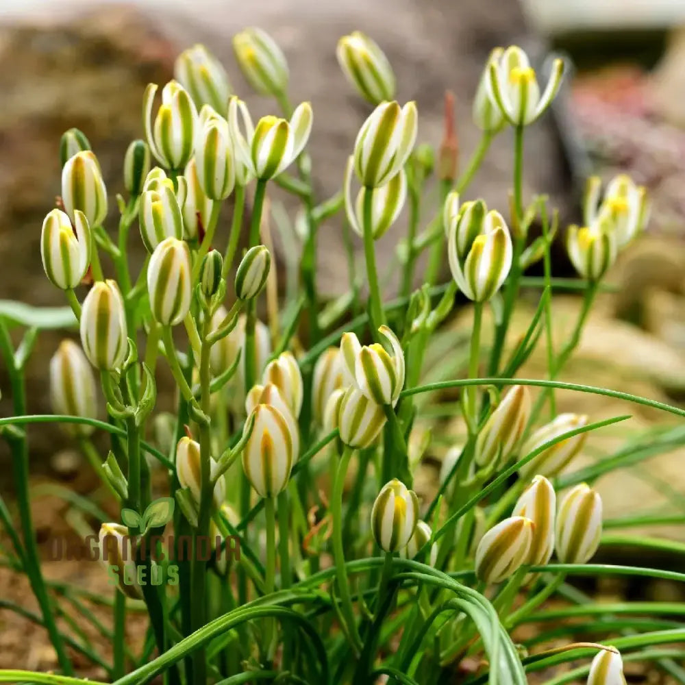 Albucca Humilis Flower Seeds Cultivating Nature’s Subtle Beauty